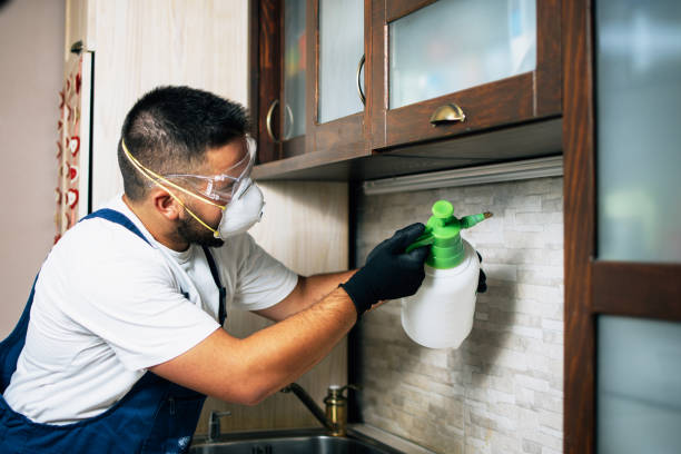 Wasp Removal Services in New Oxford, PA