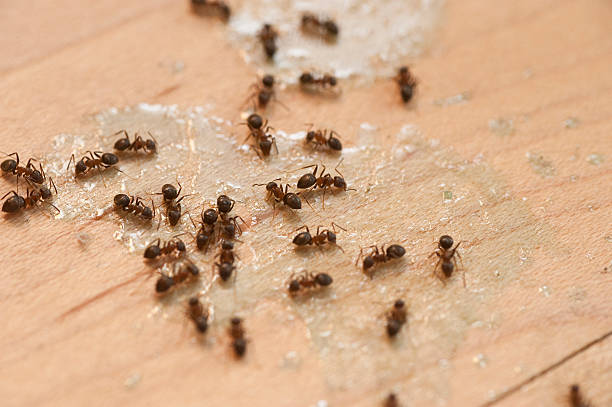 Reliable New Oxford, PA Pest Control Solutions