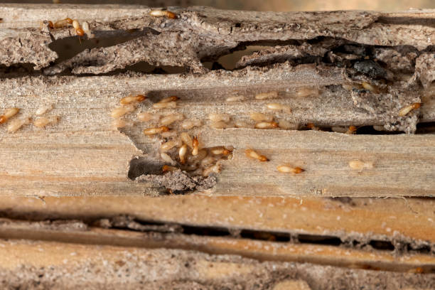 Best Emergency Pest Control  in New Oxford, PA
